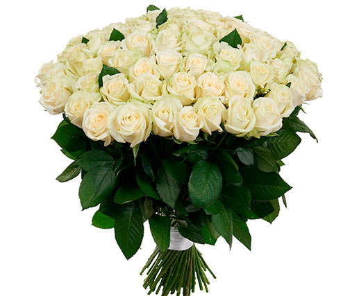 Красивые Белые Розы Фото